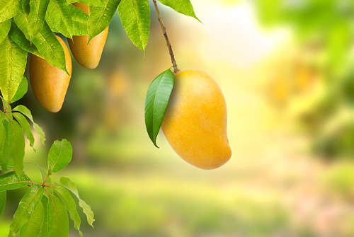 Mango 