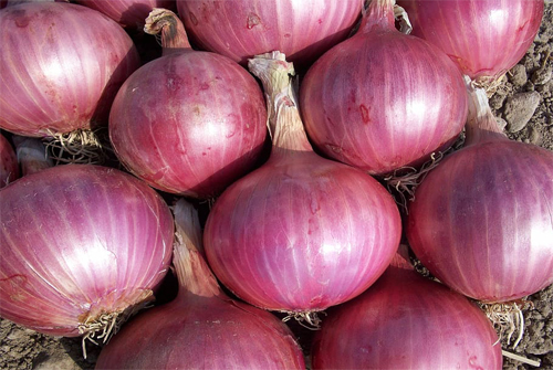 Onion 